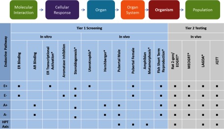 Figure 1 is a tabular representation indicating presence or absence of E plus, E minus, A plus, A minus, and HPT axis. Tier 1 screening data in vivo is as follows: ER binding, AR binding, ER transcriptional activation, aromatase inhibition, and steroidogenesis. Tier 1 screening data in vitro are as follows: uterotrophic, herschberger, pubertal male, pubertal female, amphibian metamorphosis, and fish short term reproduction. Tier 2 testing data in vivo is as follows: Rat 2-gen/EOGRT, MEOGRT, LAGDA, and JQIT.