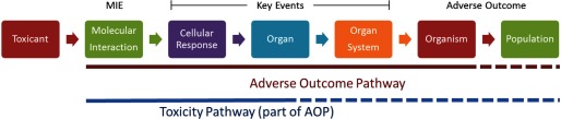 Adverse outcome pathways.