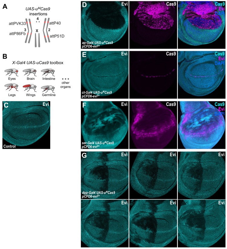 Figure 2—figure supplement 2.