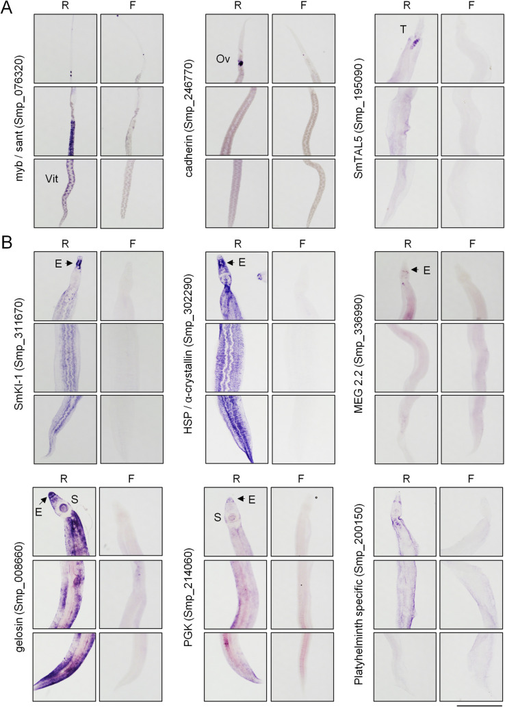 Fig 4