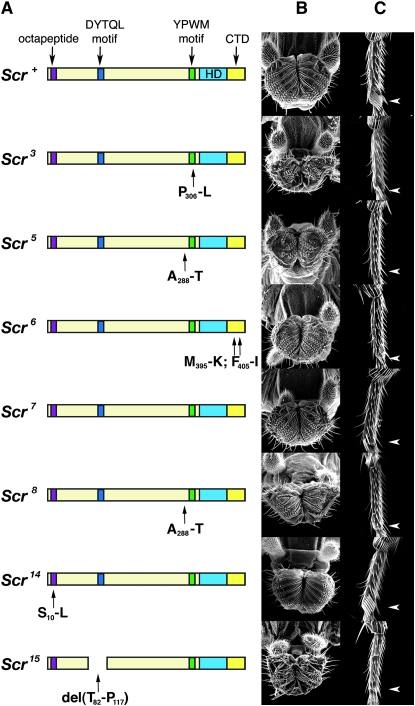 Figure 3.—