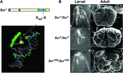 Figure 2.—