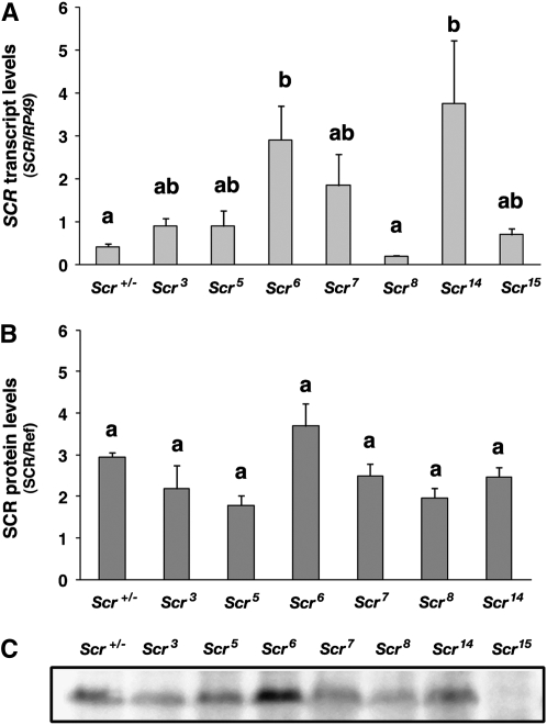 Figure 4.—