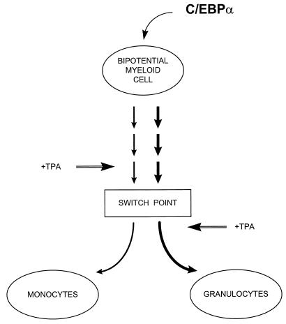 FIG. 7