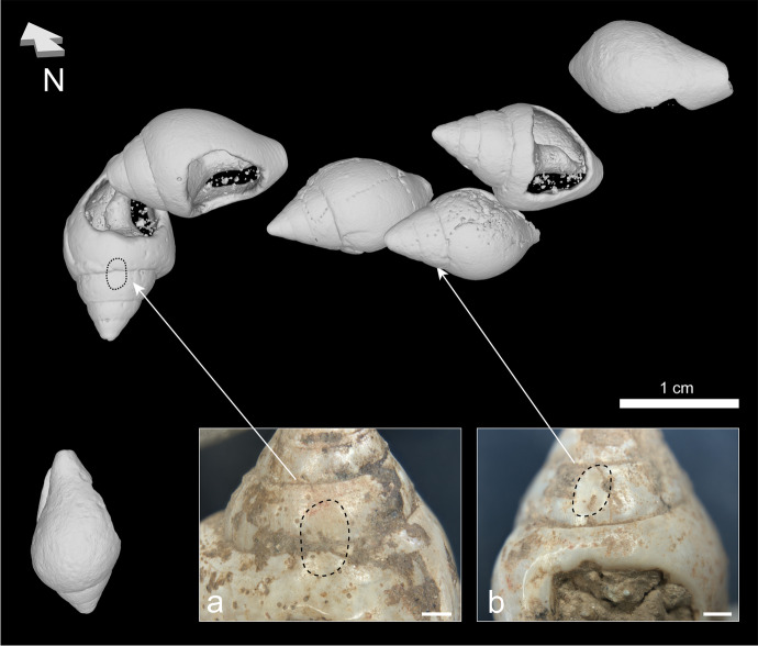 Fig. 16