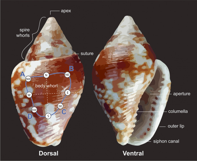 Fig. 6