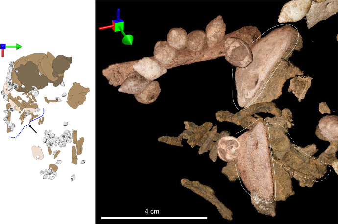 Fig. 22