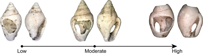 Fig. 13