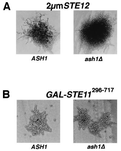 FIG. 3