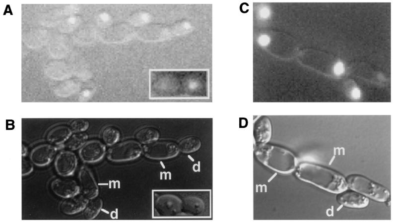 FIG. 6