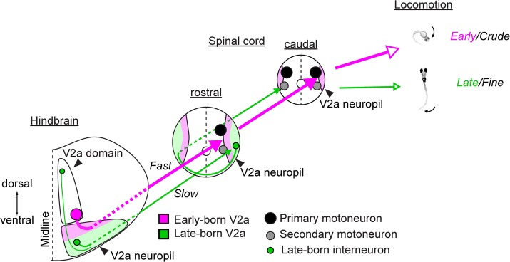 Figure 11.