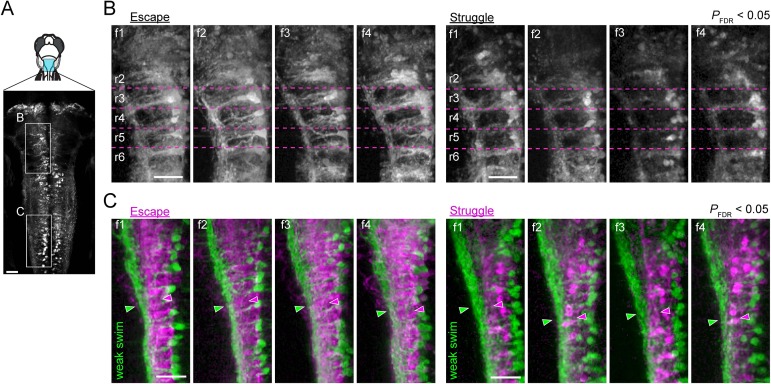 Figure 5—figure supplement 1.