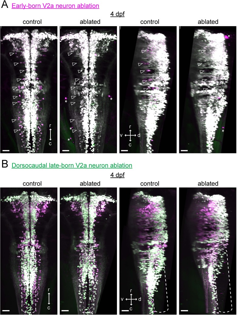 Figure 10—figure supplement 1.