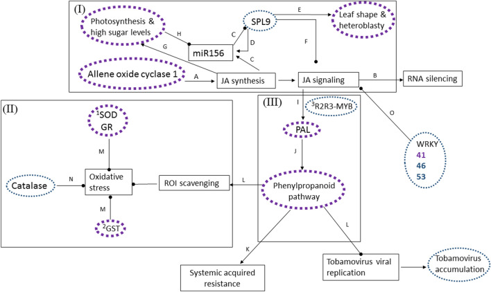 New early phenotypic markers for cucumber green mottle mosaic virus ...