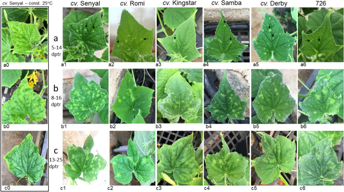 New Early Phenotypic Markers For Cucumber Green Mottle Mosaic Virus 