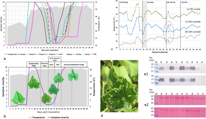 New Early Phenotypic Markers For Cucumber Green Mottle Mosaic Virus 