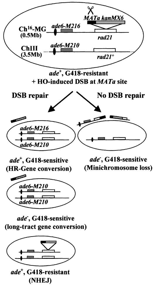 graphic file with name cdg119f1.jpg