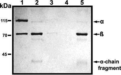 FIG. 5.