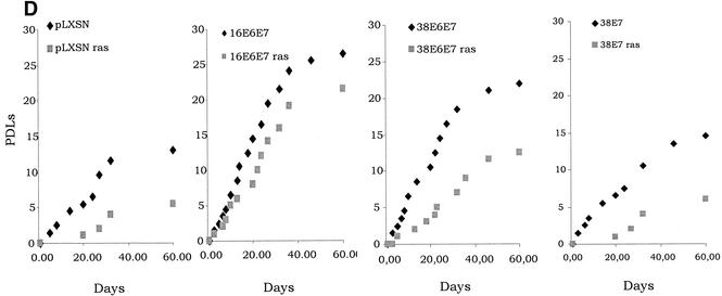 The E6 And E7 Proteins Of The Cutaneous Human Papillomavirus Type 38 