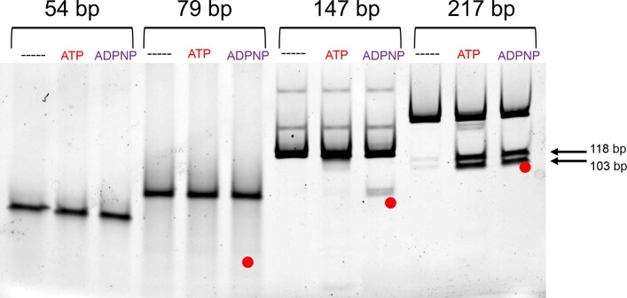 Extended Data Fig. 1