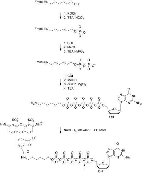 SCHEME 1