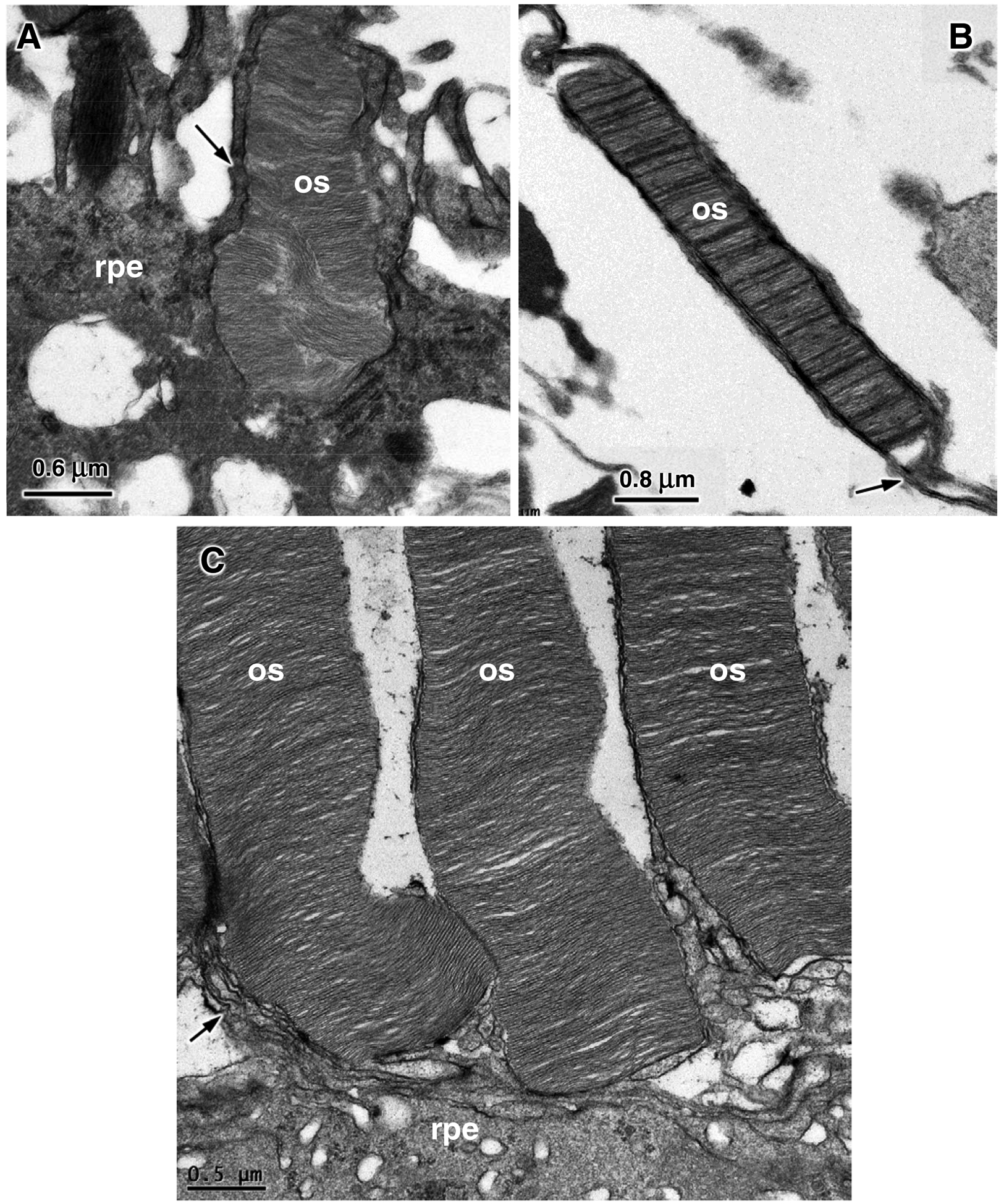 Figure 11.