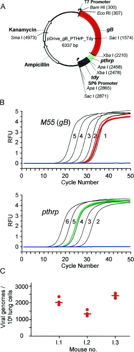 FIG. 2.