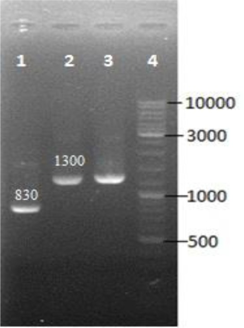 Fig. 2: