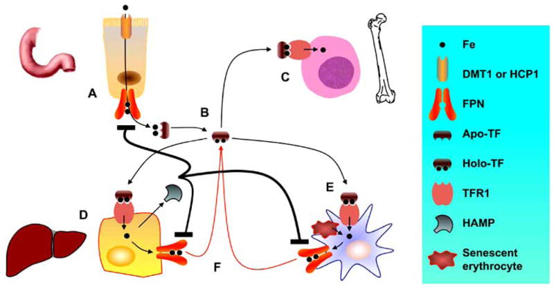 Fig. 2