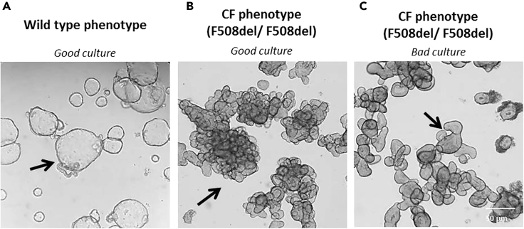 Figure 10