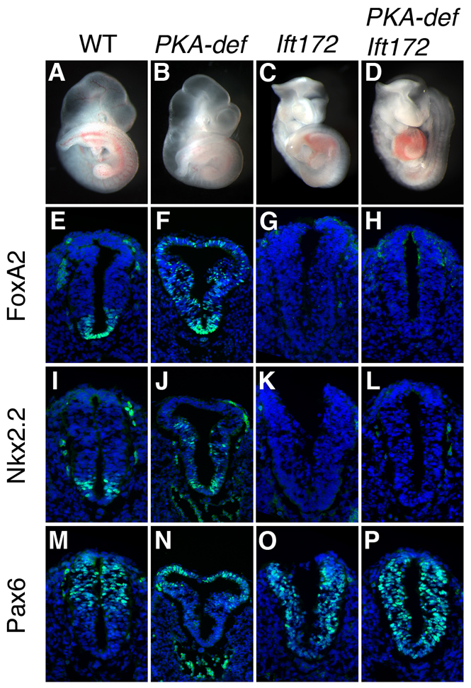 Fig. 5.