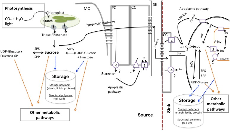 FIGURE 1