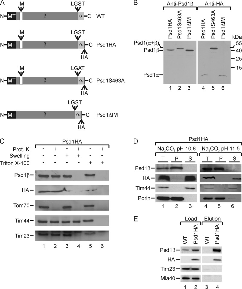 FIGURE 1.