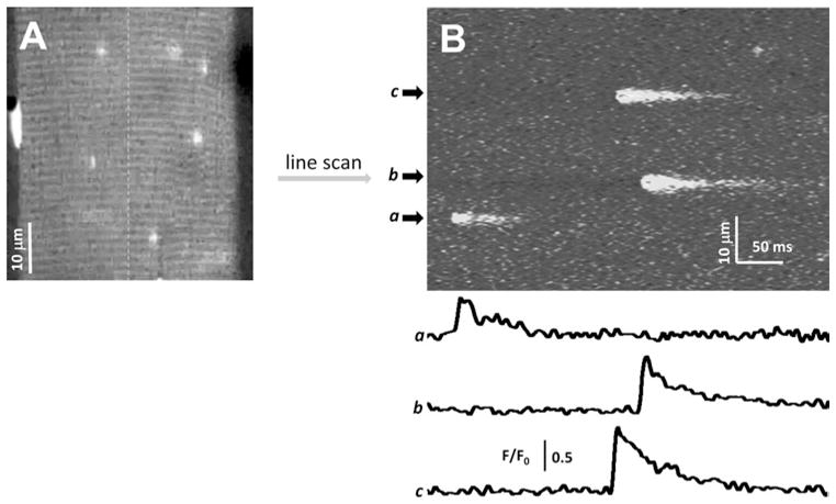 Fig. 2