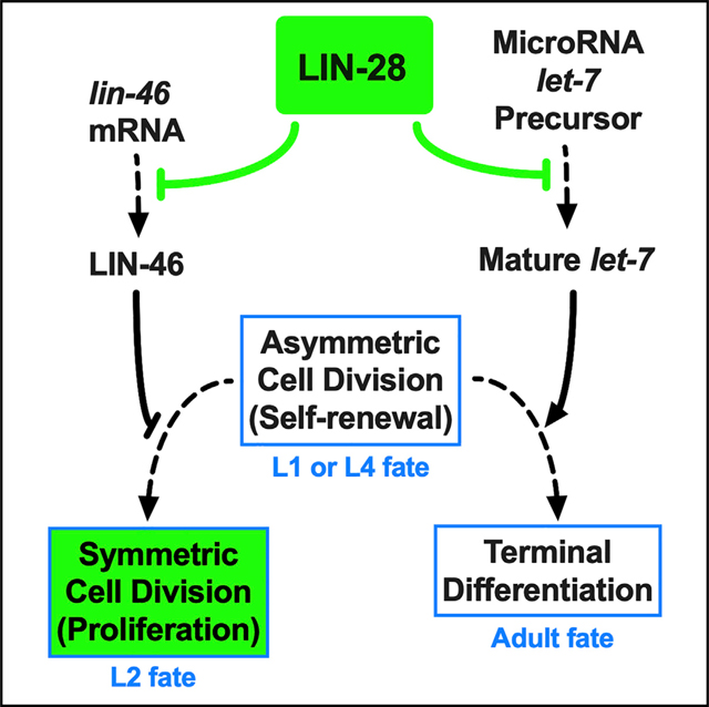 graphic file with name nihms-1738914-f0001.jpg