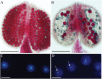 Fig. 5.