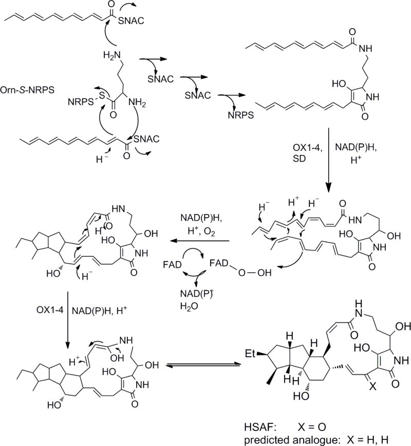 Scheme 3