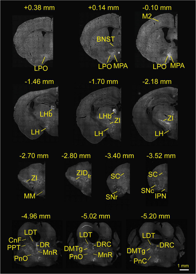 FIGURE 3