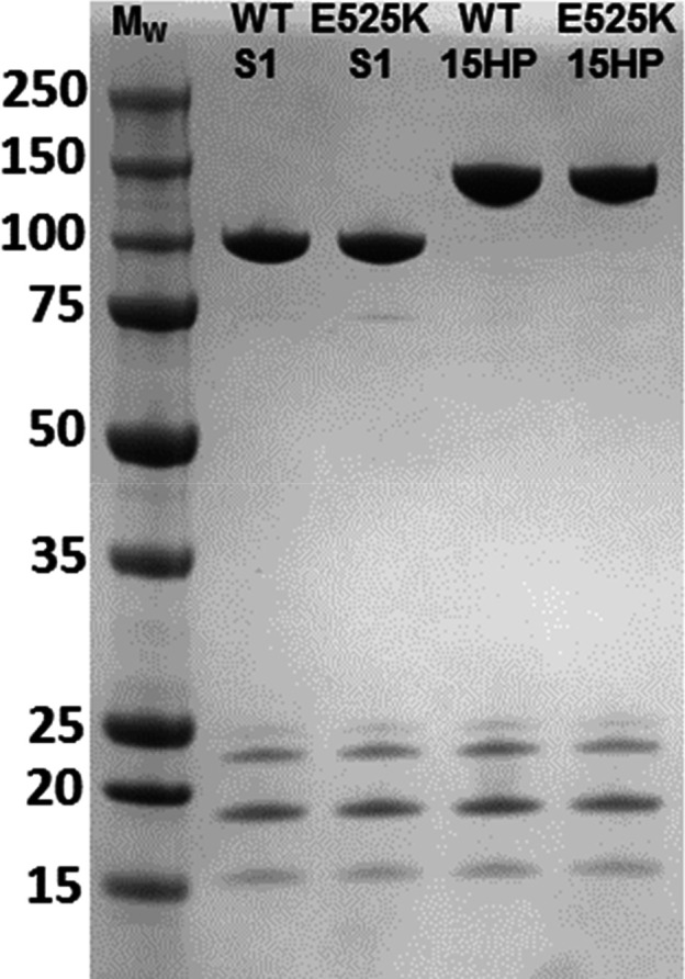 Figure 2—figure supplement 1.