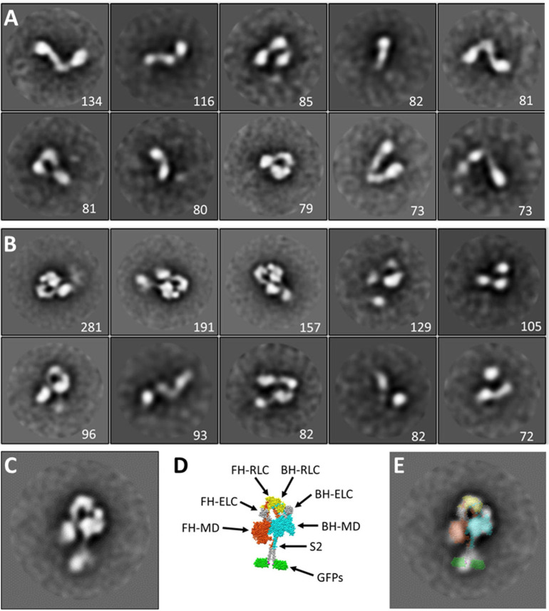 Figure 6—figure supplement 1.