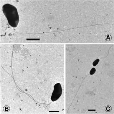 Fig. 2