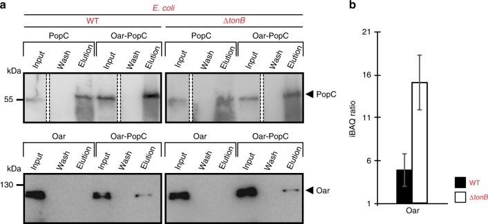 Fig. 8