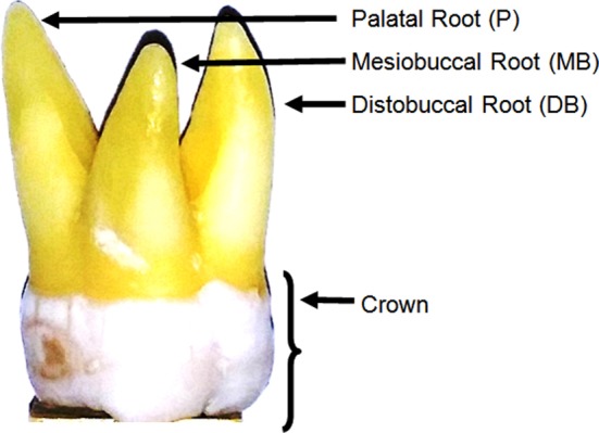 Fig.2