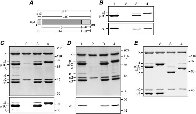 FIG. 1.