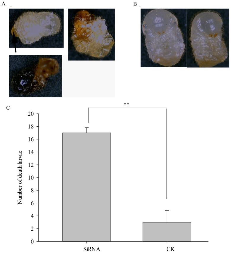 Figure 10