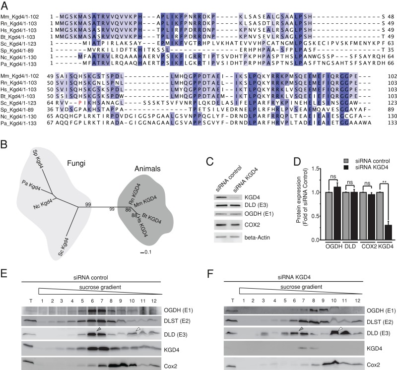 FIGURE 6: