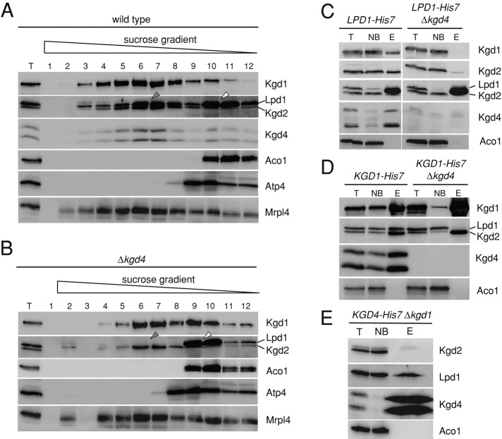 FIGURE 3: