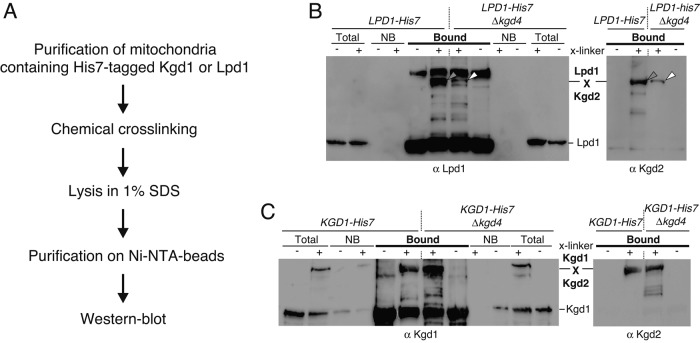 FIGURE 4: