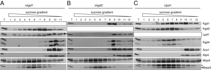 FIGURE 5: