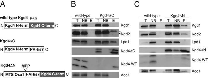 FIGURE 7: